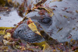 Southern Elephant Seal